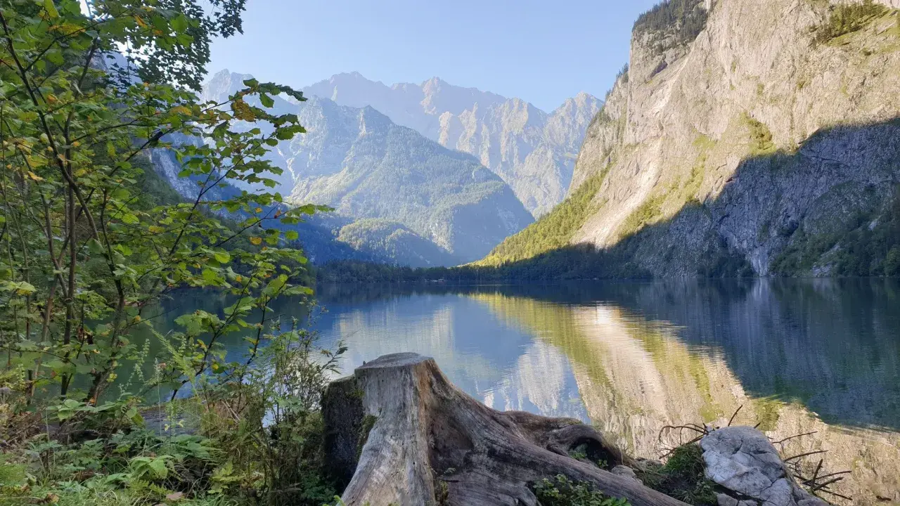 Blick auf den Königssee mit Bergpanorama. Ein Baumstumpf im Vordergrund lädt zur Königssee Umrundung ein.