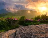 Sonnenaufgang über den Bergen, blühende Rhododendren säumen den Weg. Ein malerischer Abschnitt der Appalachian Trail Etappen.