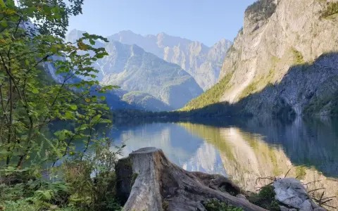 Blick auf den Königssee mit Bergpanorama. Ein Baumstumpf im Vordergrund lädt zur Königssee Umrundung ein.