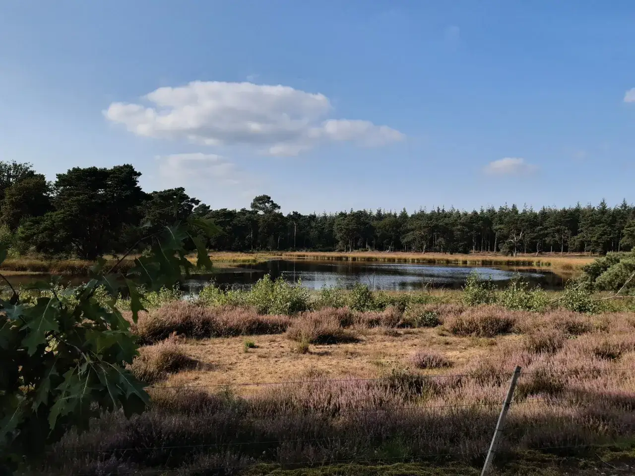 Ein ruhiger See im Nationalpark De Maasduinen, umgeben von Heidekraut und Kiefernw&auml;ldern unter blauem Himmel.