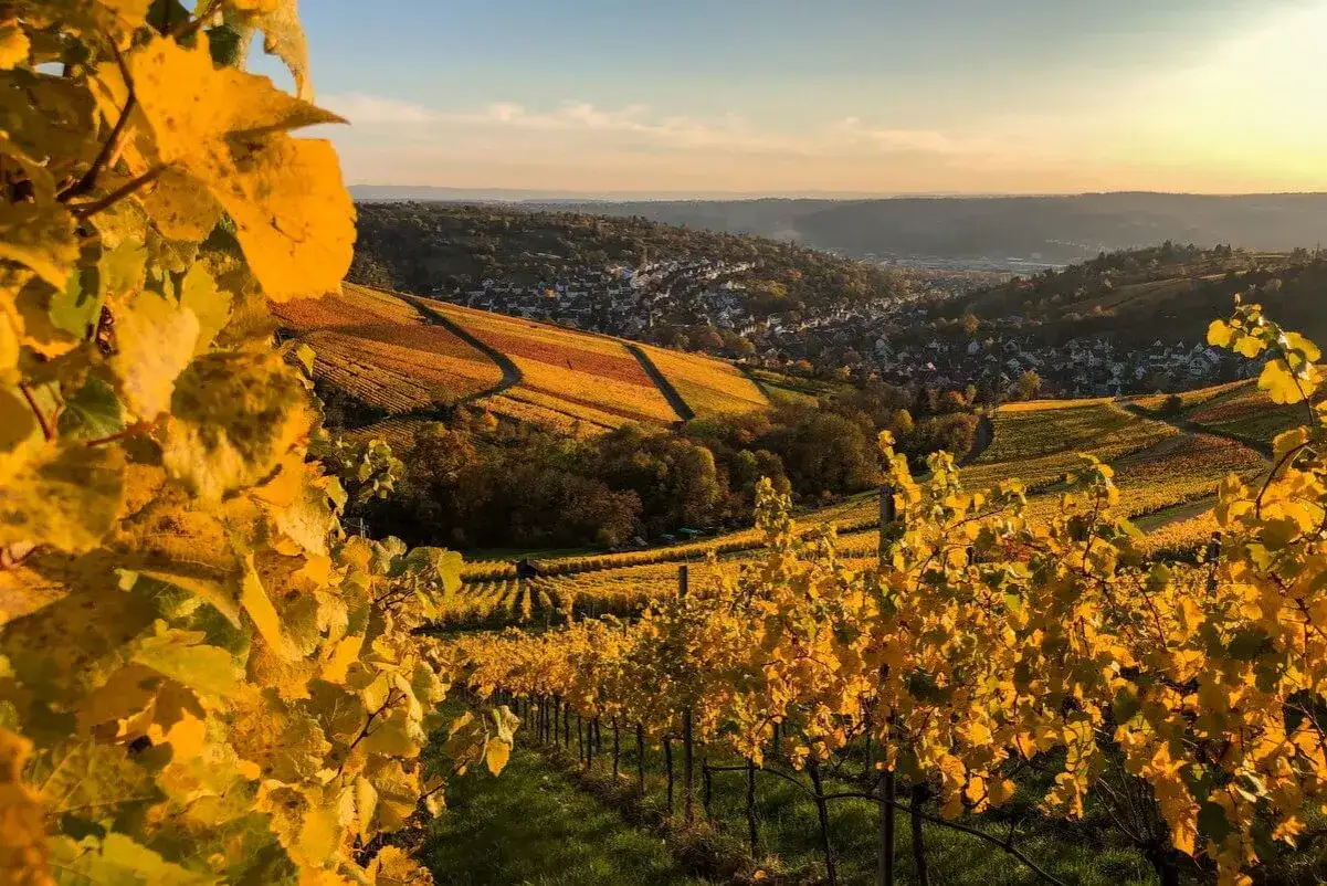 Herbstliche Weinberge bei Stuttgart laden zu Wanderungen ein. Gelbe Bl&auml;tter leuchten im Sonnenlicht, ein malerischer Ausblick auf die Stadt.